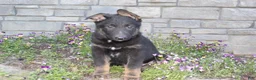 German Shepherd dogs for sale: Drake - Ad 4