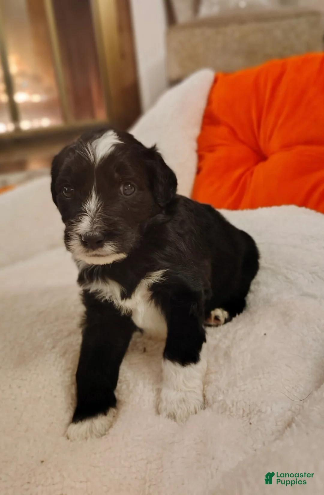 Aussiedoodle dogs for sale: Aussiedoodle Puppy 5 - Ad 3