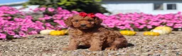 Mini Goldendoodle dogs for sale: Poppy - Ad 5