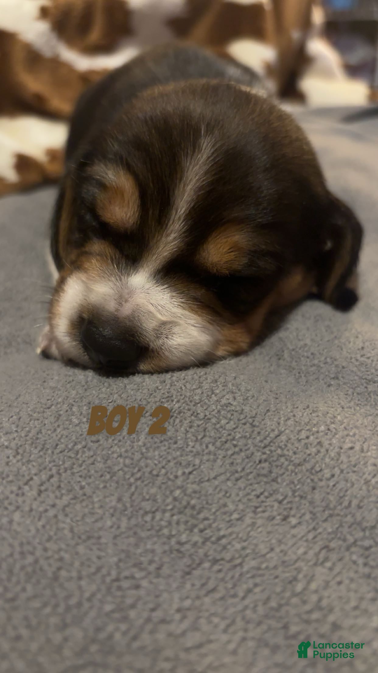 Beagle dogs Beagle 2 - Ad 37