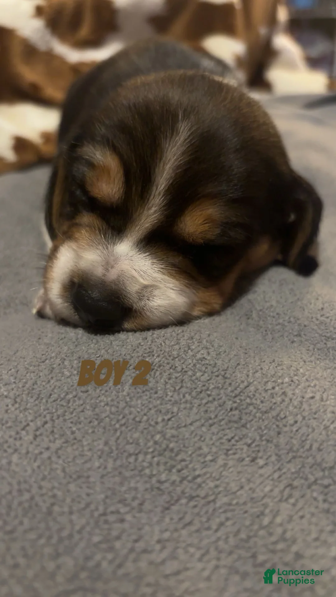 Beagle dogs for sale: Beagle 2 - Ad 1