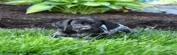 German Shorthaired Pointer dogs for sale: Pansy - Ad 4