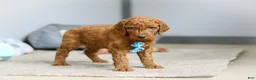 Goldendoodle dogs for sale: Teddy F1b - Ad 6