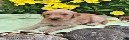 Goldendoodle dogs for sale: Taffy - Ad 4
