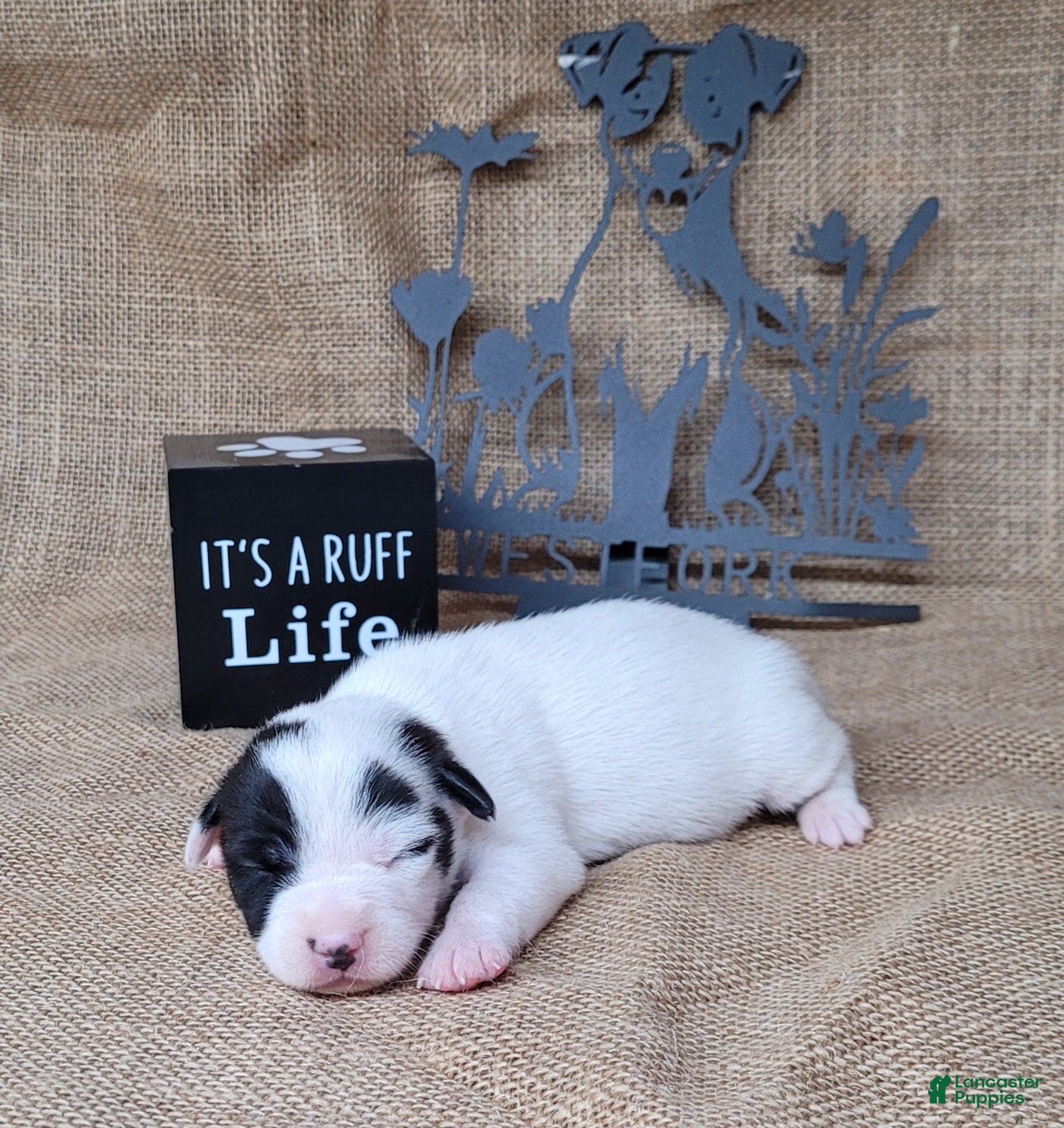 Jack Russell Terrier dogs Paige purebred JRT DELIVERY AVAILABLE  - Ad 17
