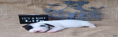 Paige purebred JRT DELIVERY AVAILABLE 