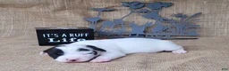 Jack Russell Terrier dogs for sale: Paige purebred JRT DELIVERY AVAILABLE  - Ad 1