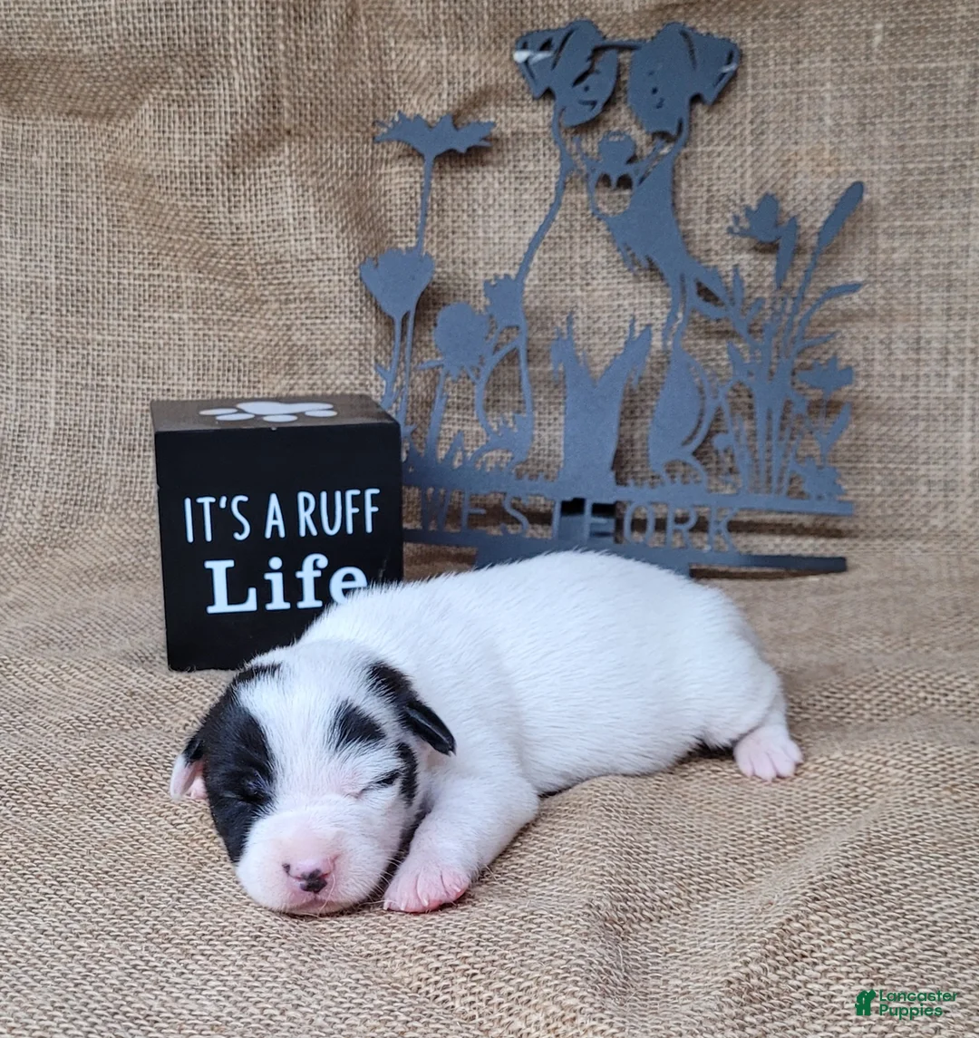 Jack Russell Terrier dogs for sale: Paige purebred JRT DELIVERY AVAILABLE  - Ad 1