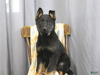 German Shepherd dogs Chloe - Ad 14