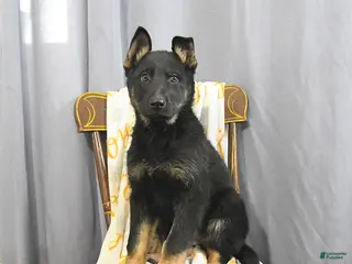 German Shepherd dogs Chloe - Ad 21