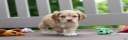 Cocker Spaniel dogs for sale: Theo - Ad 8