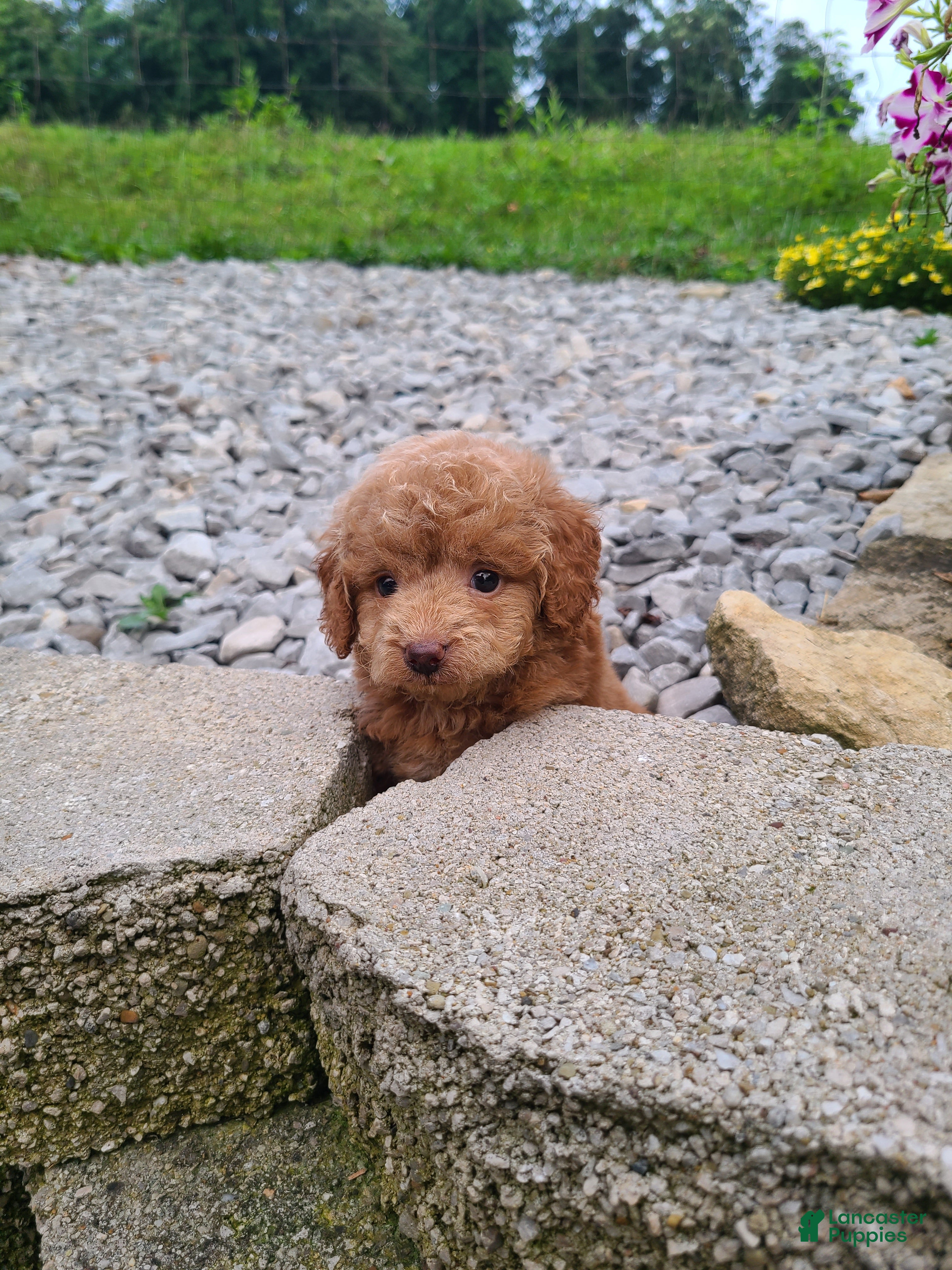 Mini Goldendoodle dogs Isaac - Ad 2
