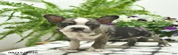 Boston Terrier dogs for sale: Ryder  - Ad 3