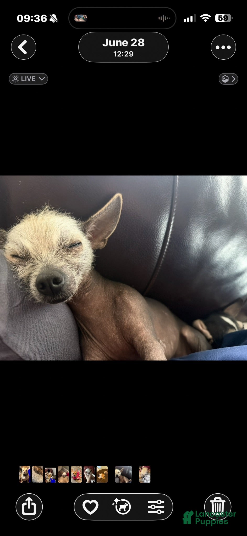 Mixed Breed dogs Frankie - Ad 2