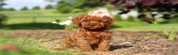 Cavapoo dogs for sale: Callie - Ad 3