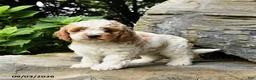 Cockapoo dogs for sale: Buttercup - Ad 1