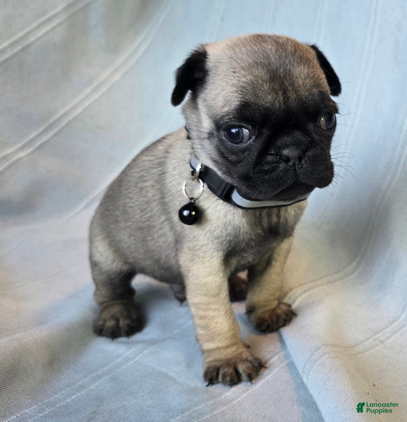 Pug dogs Levon - Ad 22