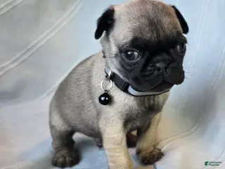 Pug dogs Levon - Ad 7