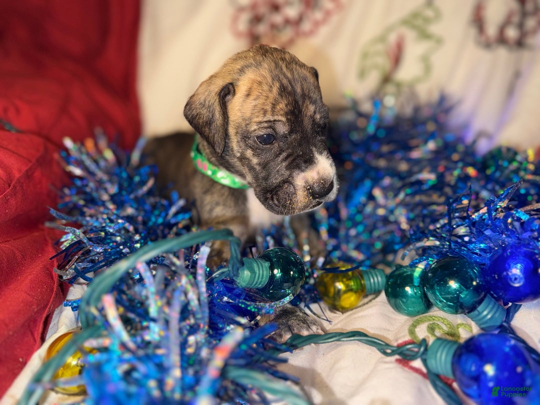 Great Dane dogs for sale: Max - Ad 1