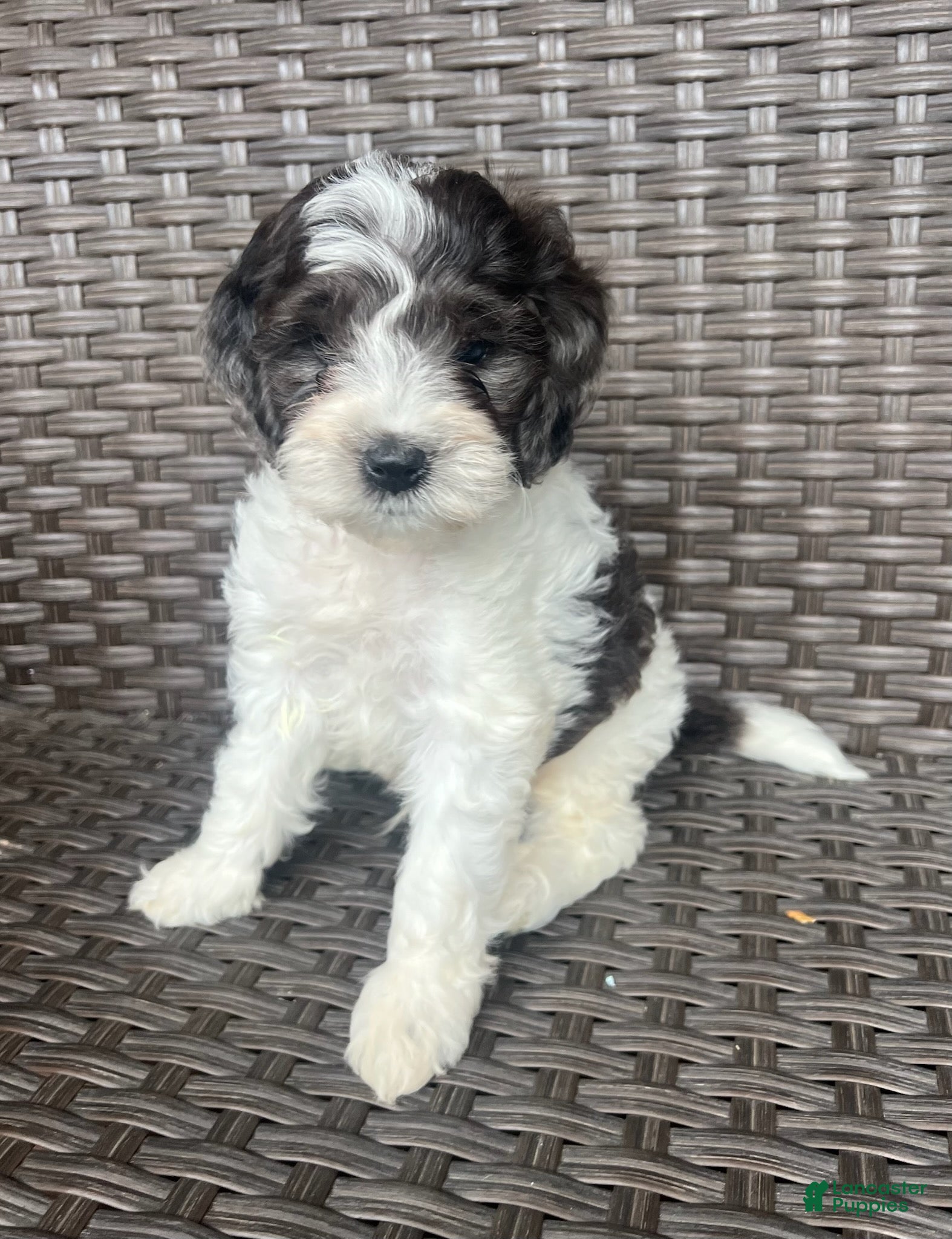 Mini Goldendoodle dogs Winston - F1b Golden Doodle - Ad 1