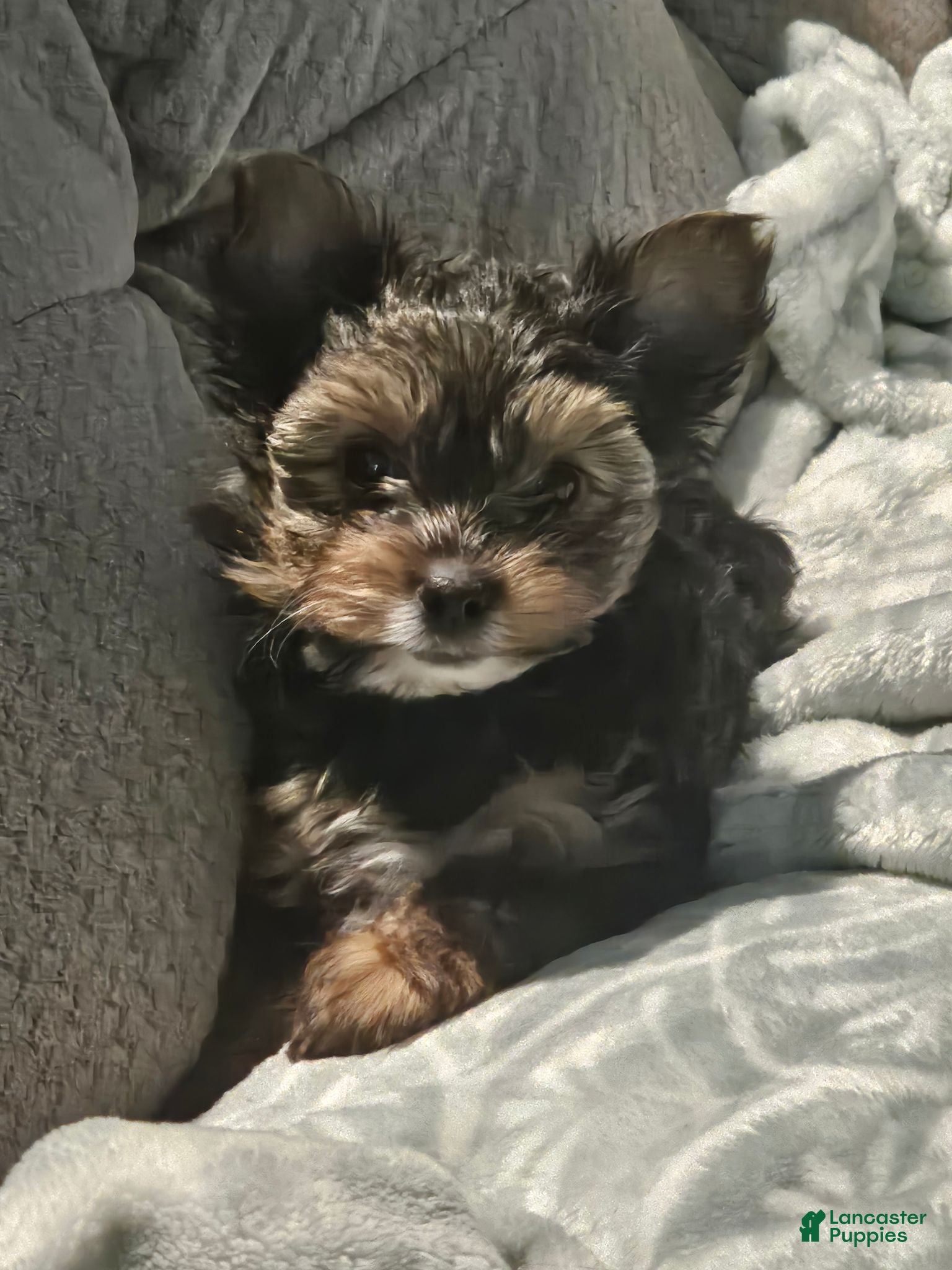 Yorkshire Terrier dogs Lucky - Ad 1