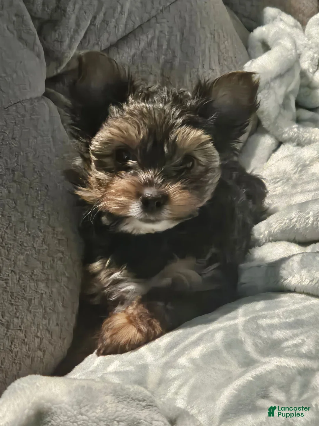Yorkshire Terrier dogs for sale: Lucky - Ad 1