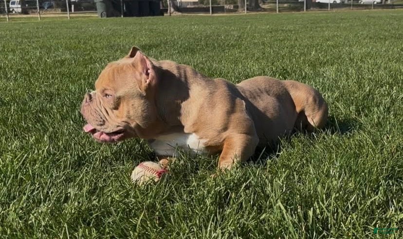 American Bully dogs Bull-Rilla - Ad 2