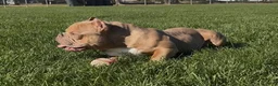 American Bully dogs for stud: Bull-Rilla - Ad 2