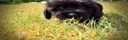 Havapoo dogs for sale: Kipper - Ad 12