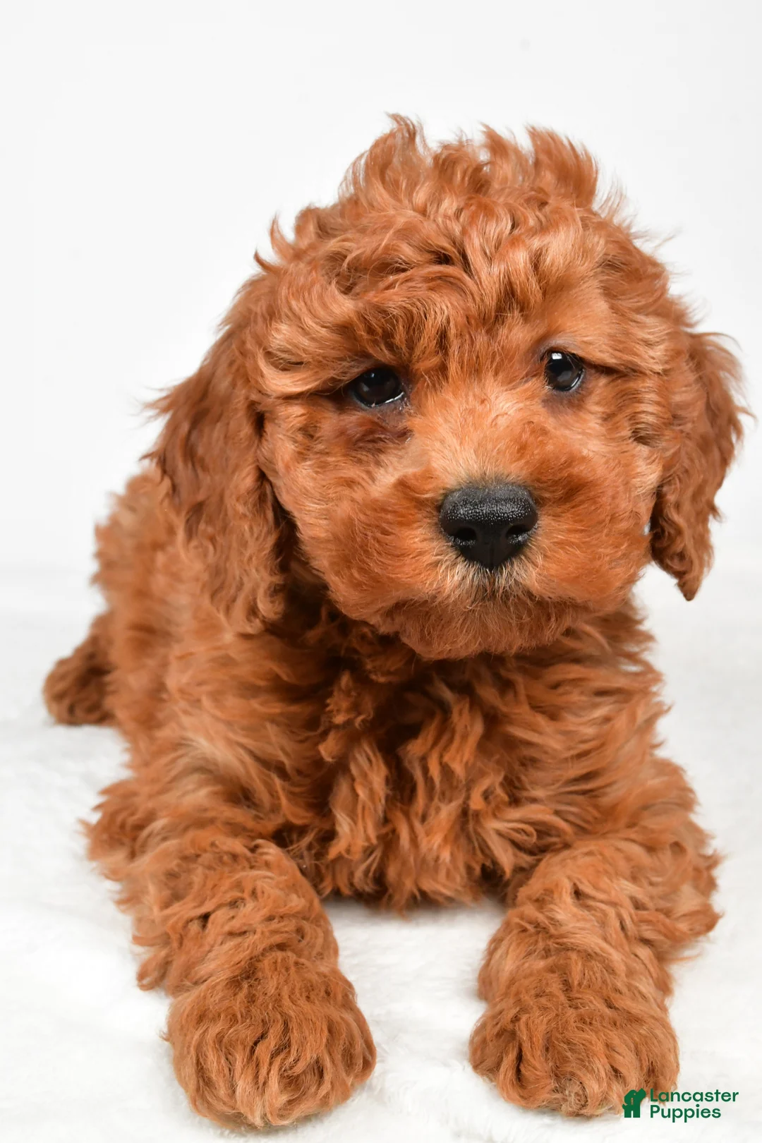 Miniature Poodle dogs for sale: Bentley - Ad 2