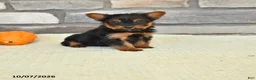 Yorkshire Terrier dogs for sale: Norm - Ad 1