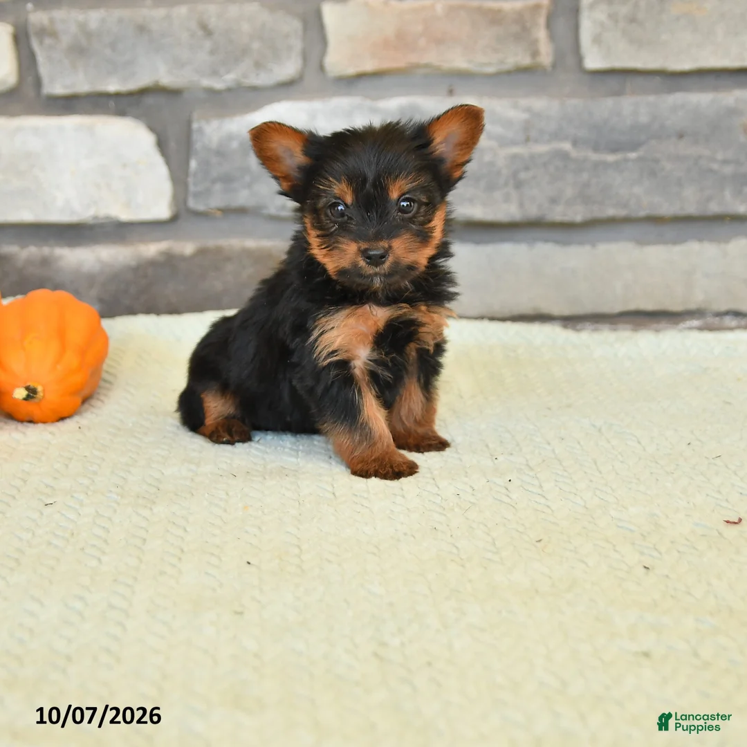 Yorkshire Terrier dogs for sale: Norm - Ad 1