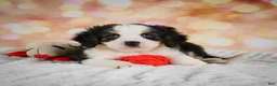 Mini Bernedoodle dogs for sale: Misty - Ad 6