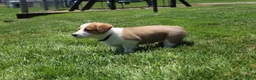 Welsh Corgi Pembroke dogs for sale: Willow  - Ad 5