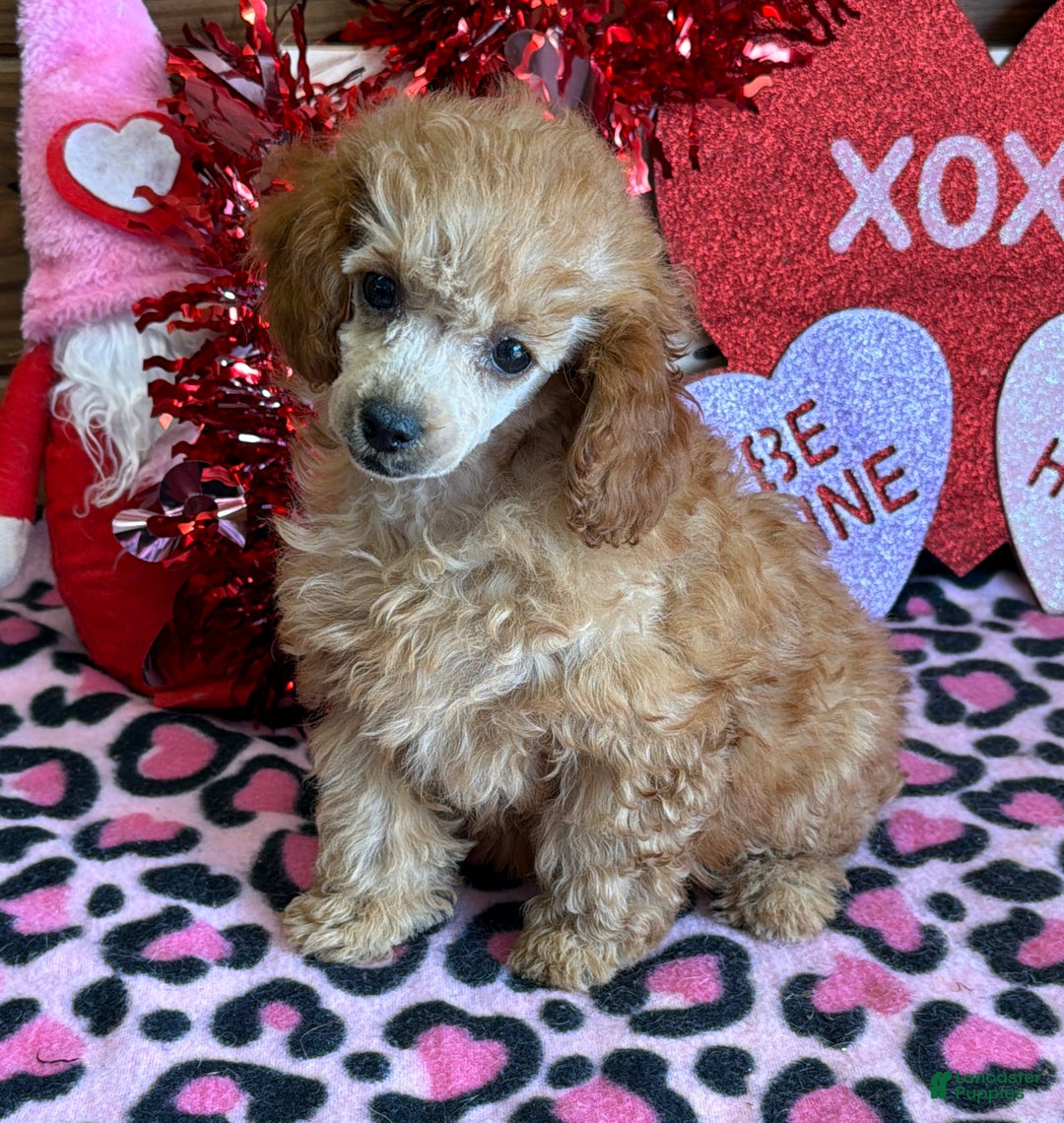 Toy Poodle dogs for sale: Gloria - Ad 2