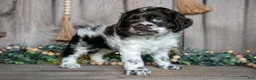 Cocker Spaniel dogs for sale: Cora - Ad 1