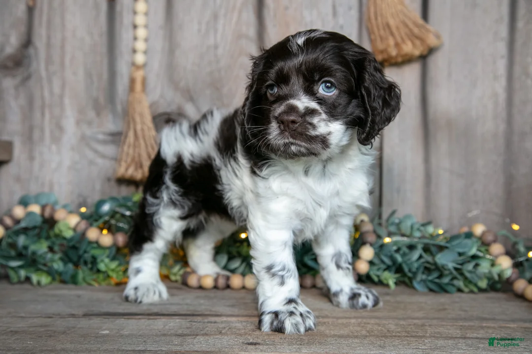 Cocker Spaniel dogs for sale: Cora - Ad 1