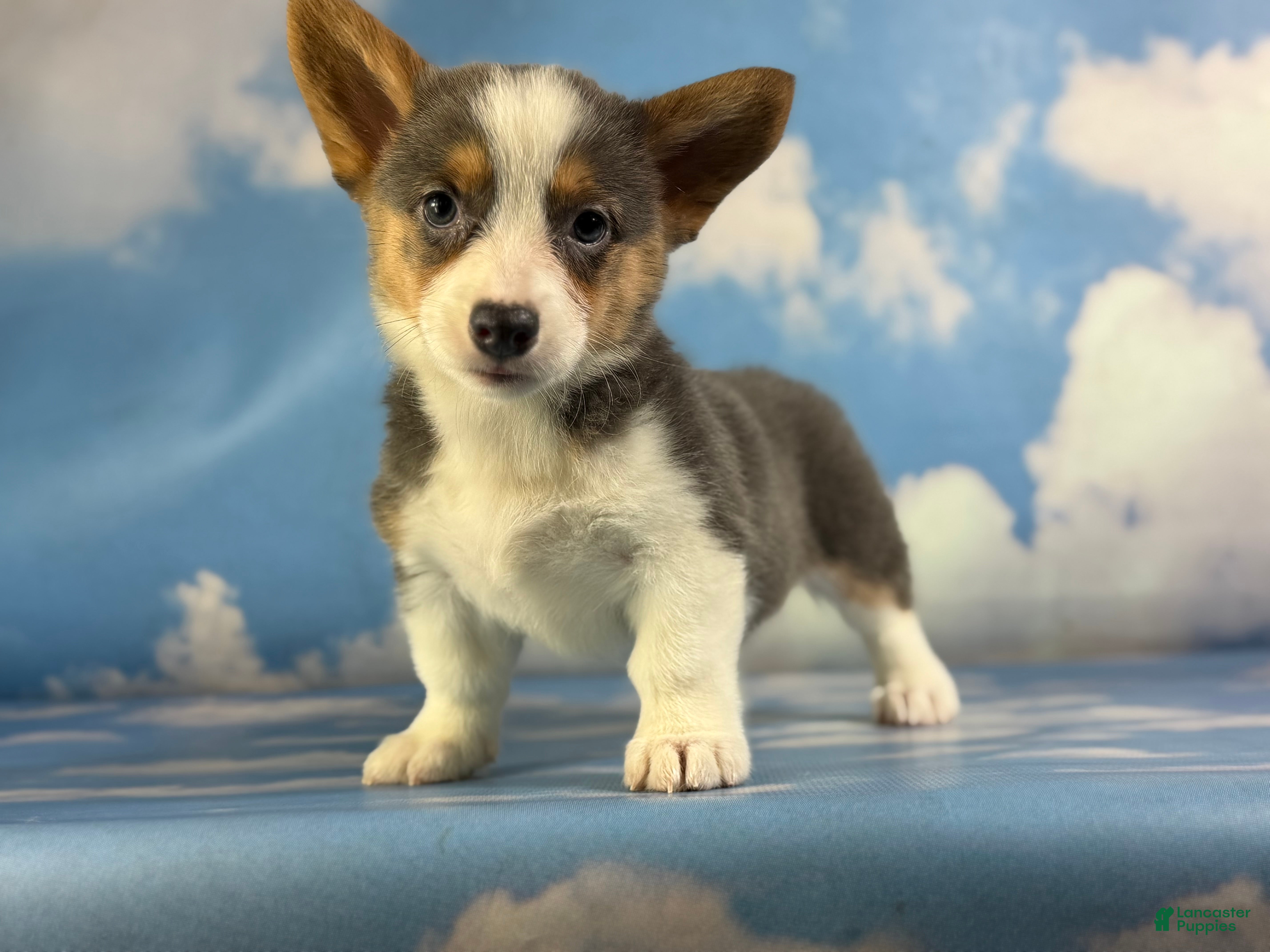 Pembroke Welsh Corgi (Pembroke Corgi, Female) in East Sparta, OH