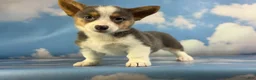 Welsh Corgi Pembroke dogs for sale: ACA Dixie natural bobtail Bluie fluffy carrier triple clear - Ad 1