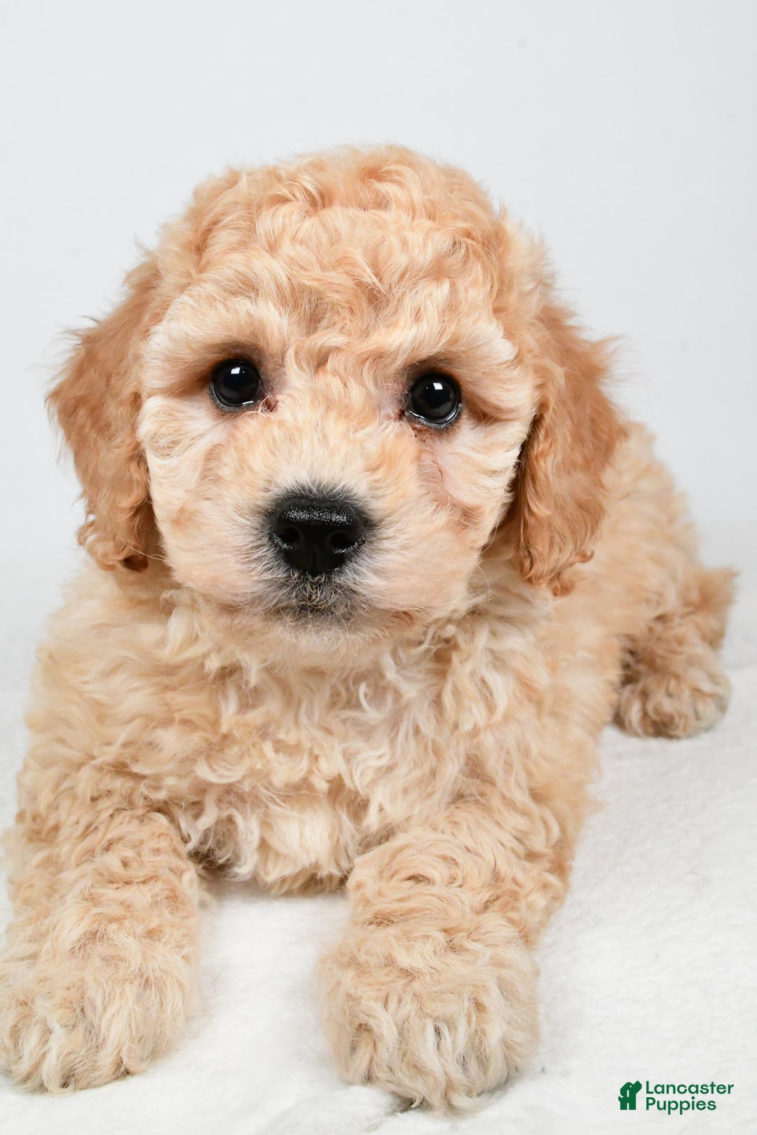 Bichpoo dogs for sale: Remy - Ad 1