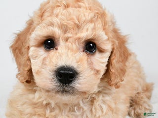 Bichpoo dogs Remy - Ad 24