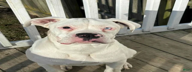 Tonka (Karma's Ska Tatonka)