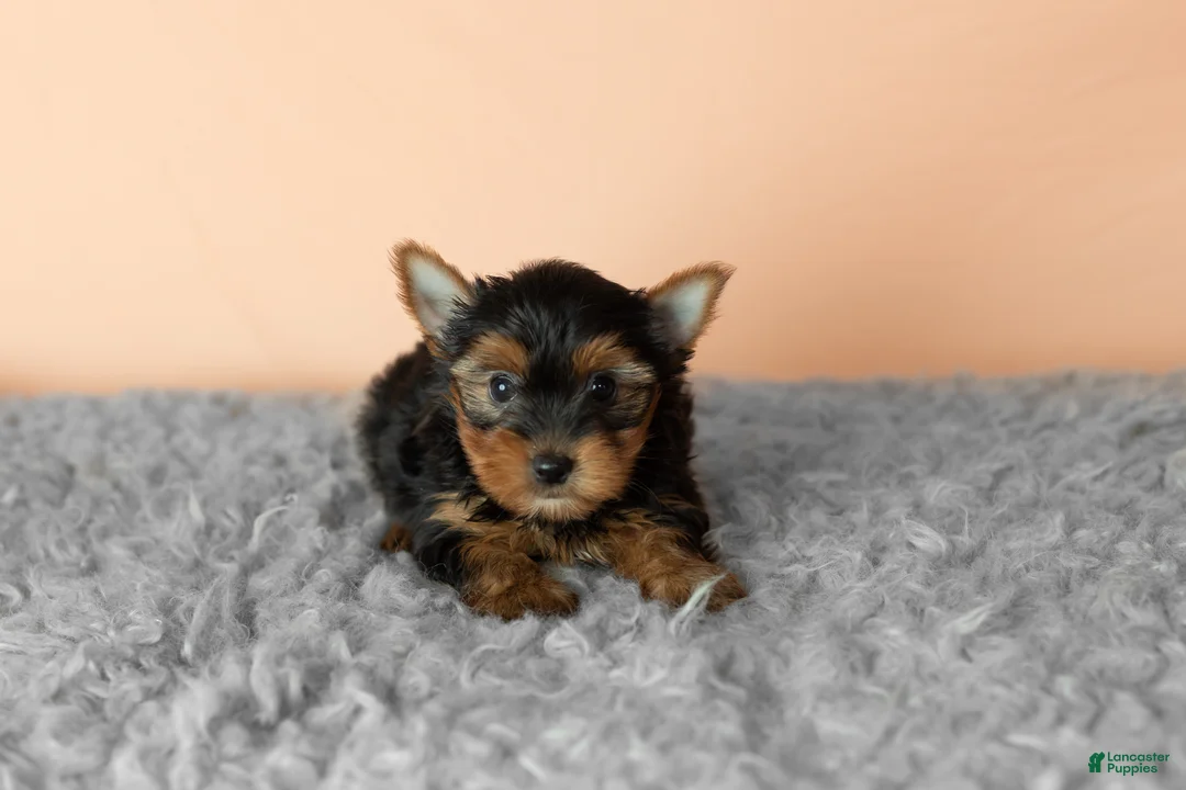 Yorkshire Terrier dogs for sale: Jasper  - Ad 2