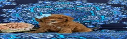 Toy Poodle dogs for sale: Shiloh 9 lbs Full Grown - Ad 4