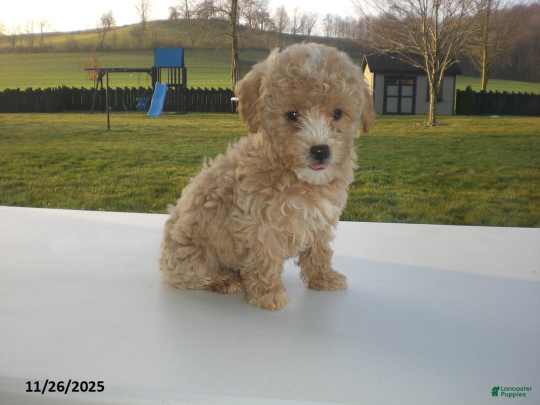 Yorkiepoo dogs for sale: Amber - Ad 1