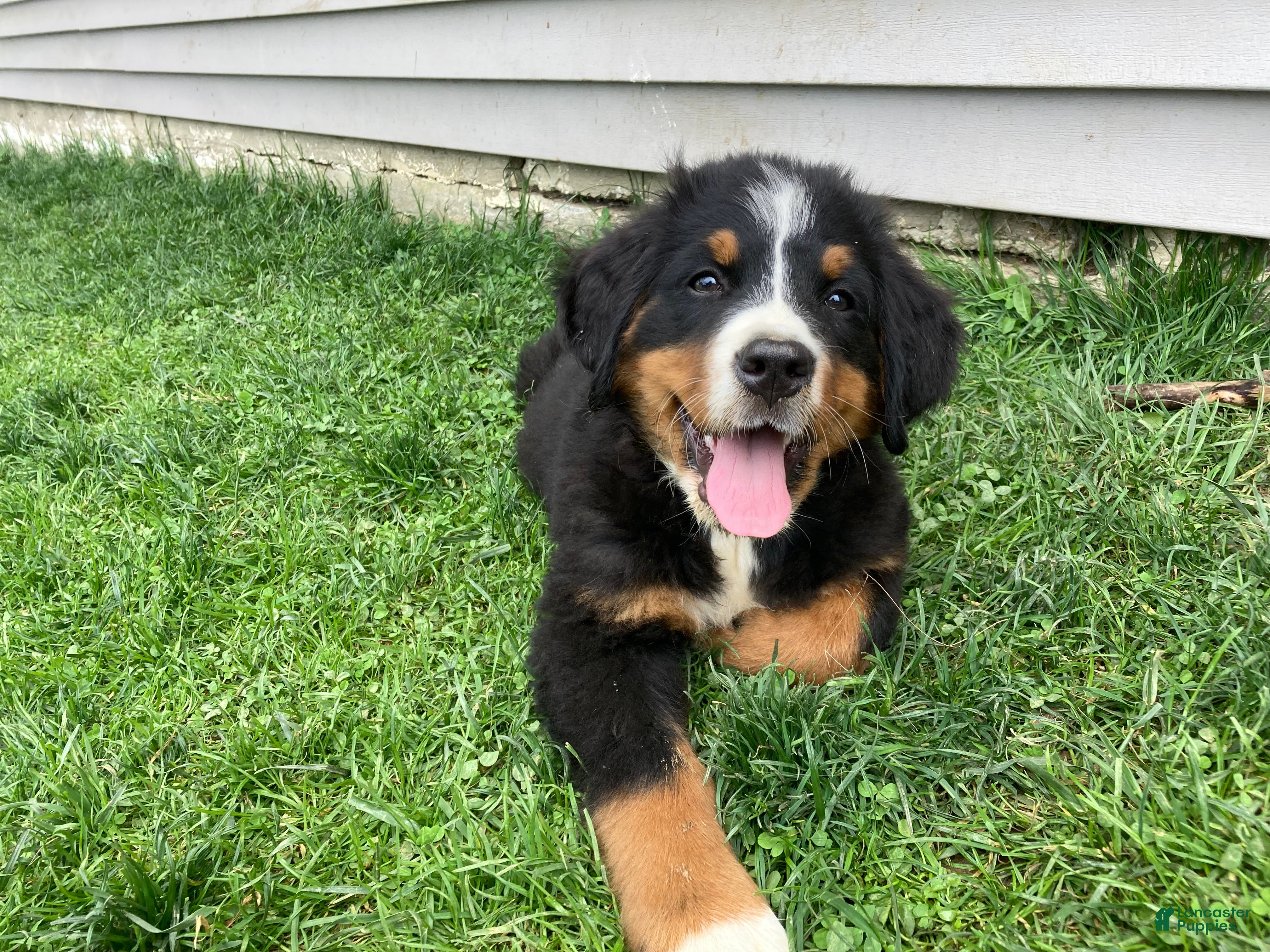 Bernese Mountain Dog dogs Hope - Ad 1