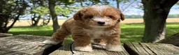 Mini Goldendoodle dogs for sale: Brooke - Ad 1