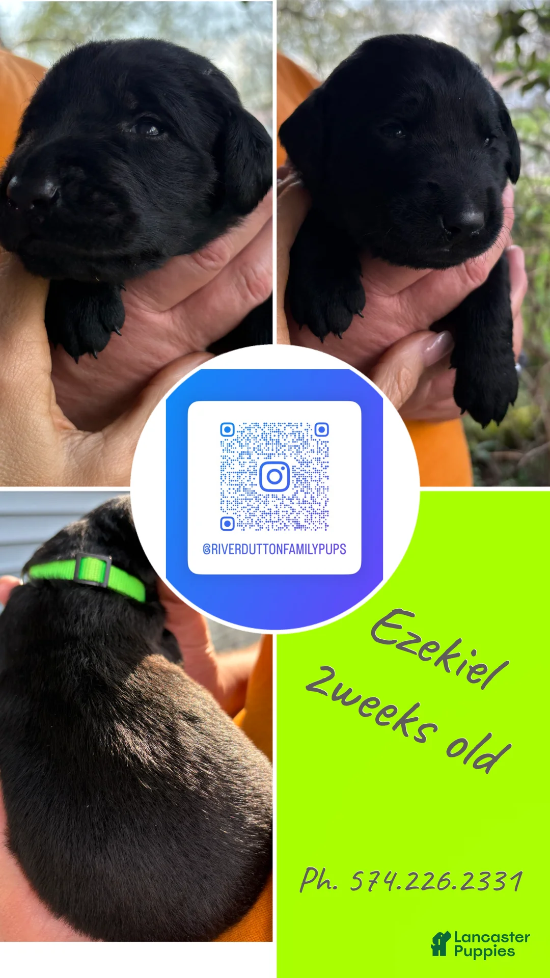 Mixed Breed dogs for sale: Golden Labradoodle Puppy 8 - Ad 1