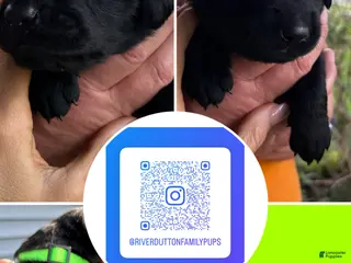 Mixed Breed dogs Golden Labradoodle Puppy 8 - Ad 6