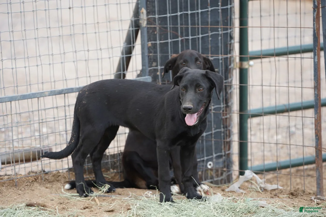 Mixed Breed dogs for sale: Jet Tiscar Farm Dog - Ad 9